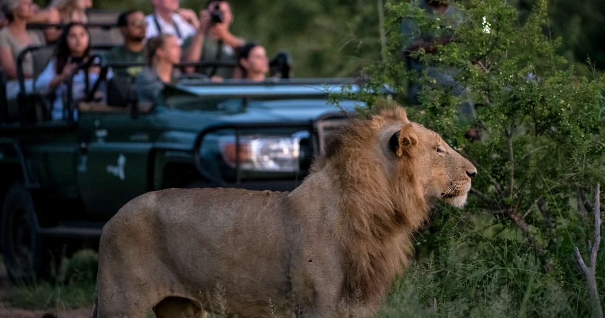 Kruger National Park wildlife